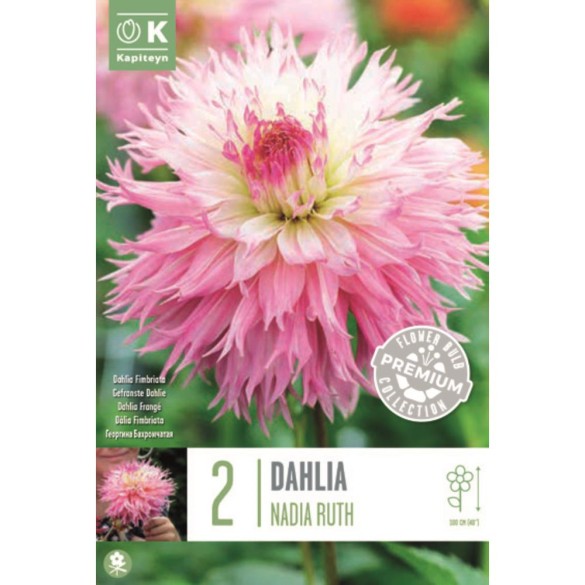 Bulbo Dahlia fimbriata Nadia Ruth 2pz Kapiteyn