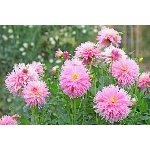 Bulbo Dahlia fimbriata Nadia Ruth 2pz Kapiteyn
