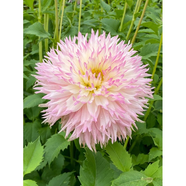 Bulbo Dahlia fimbriata Nadia Ruth 2pz...