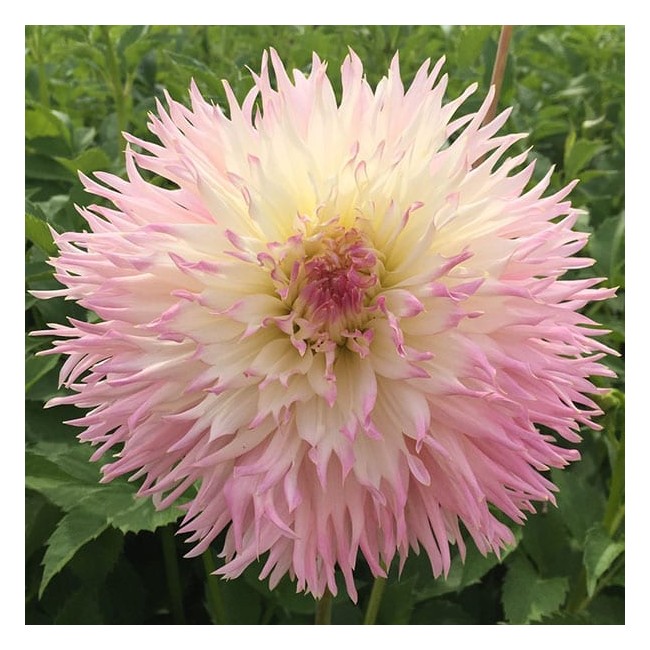 Bulbo Dahlia fimbriata Nadia Ruth 2pz...