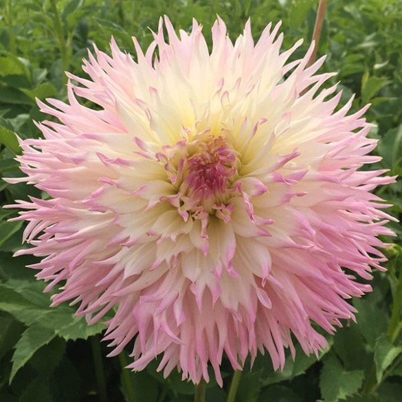 Bulbo Dahlia fimbriata Nadia Ruth 2pz Kapiteyn