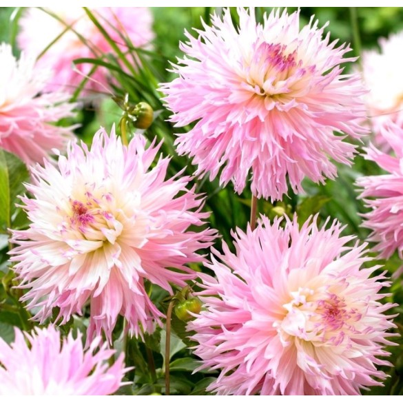 Bulbo Dahlia fimbriata Nadia Ruth 2pz Kapiteyn