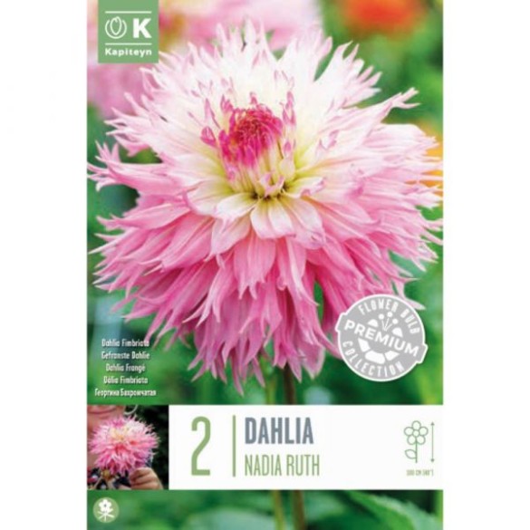 Bulbo Dahlia fimbriata Nadia Ruth 2pz Kapiteyn