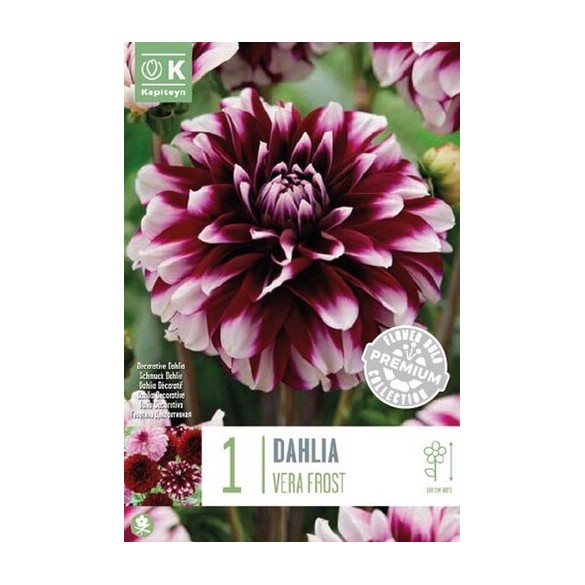 Bulbo  Dahlia Decorative Vera Frost 2pz Kapiteyn