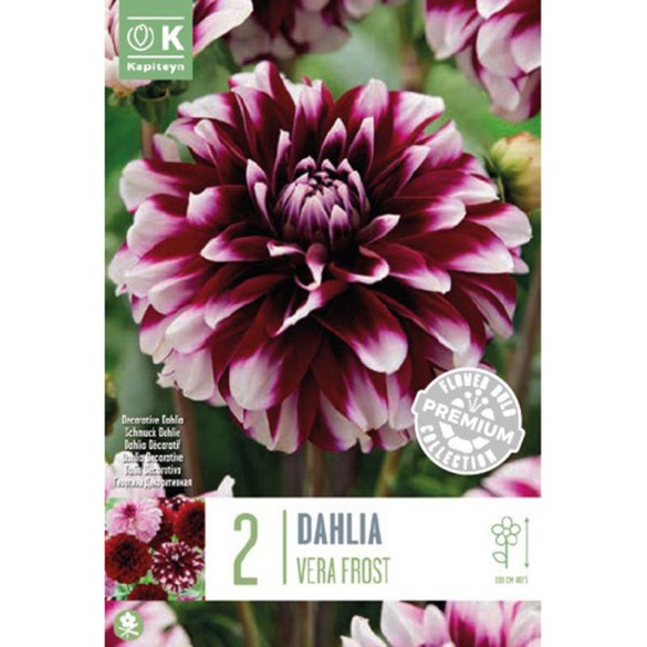 Bulbo  Dahlia Decorative Vera Frost 2pz Kapiteyn