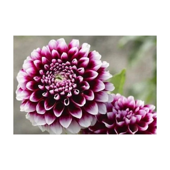 Bulbo  Dahlia Decorative Vera Frost...