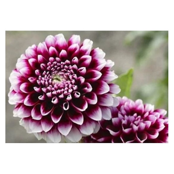 Bulbo  Dahlia Decorative Vera Frost 2pz Kapiteyn