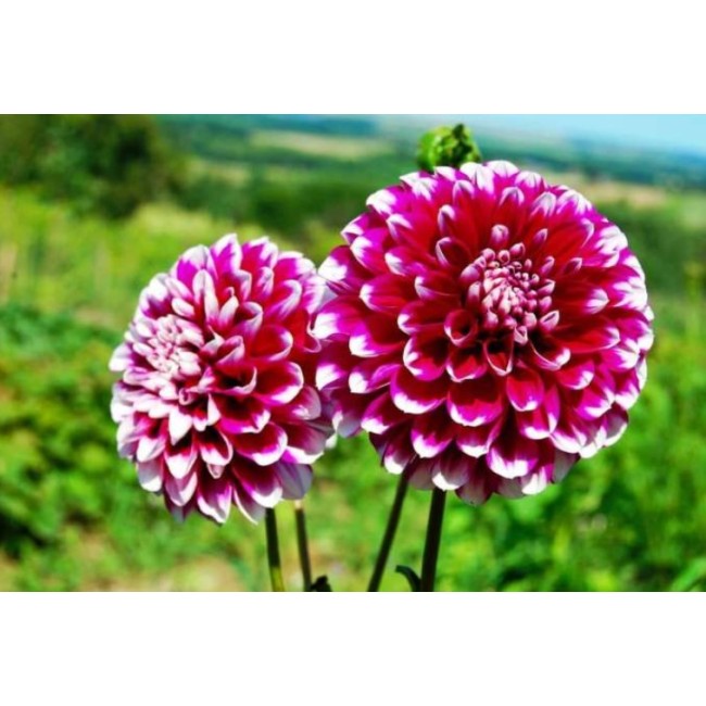 Bulbo  Dahlia Decorative Vera Frost...