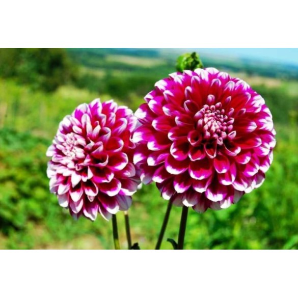 Bulbo  Dahlia Decorative Vera Frost 2pz Kapiteyn