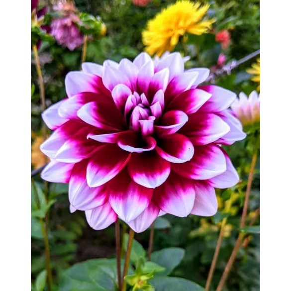 Bulbo  Dahlia Decorative Vera Frost 2pz Kapiteyn