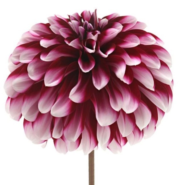 Bulbo  Dahlia Decorative Vera Frost...