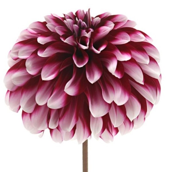 Bulbo  Dahlia Decorative Vera Frost 2pz Kapiteyn