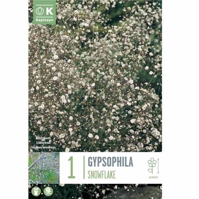 Bulbo di Gypsophylla Snowflake...