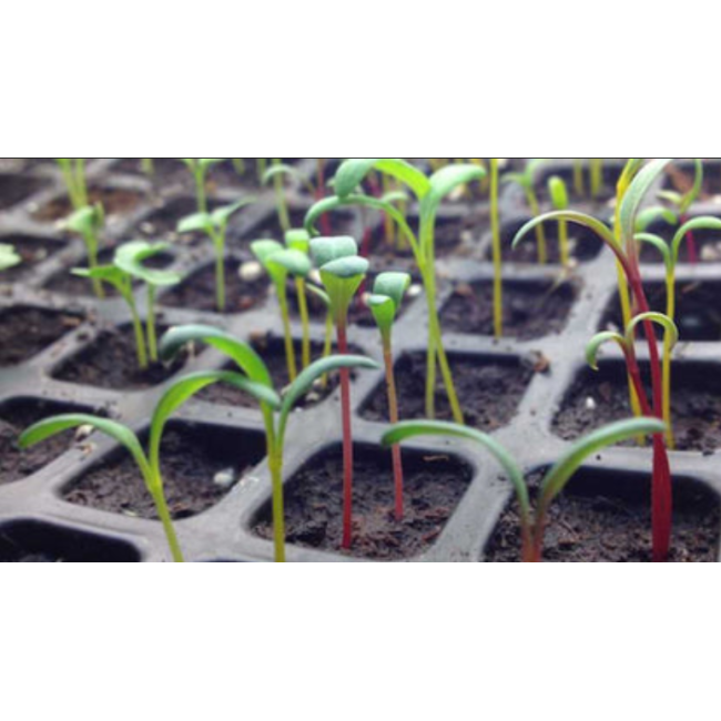 Semenzaio In Plastica Cm 36x23xh5,5 -...