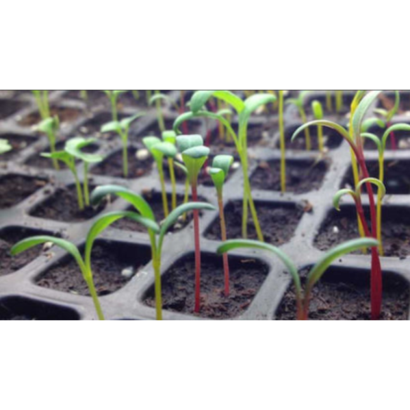 Semenzaio In Plastica Cm 36x23xh5,5 - 40 Celle VERDEMAX