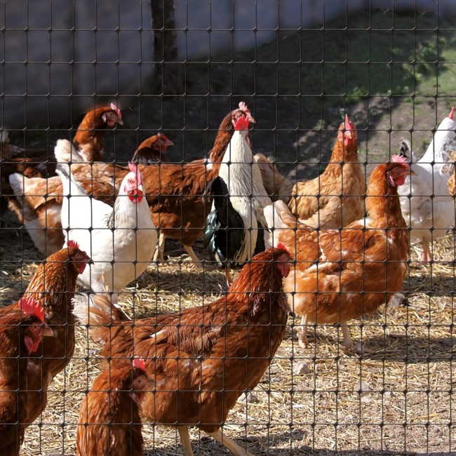 Rete Cintoflex D Tenax