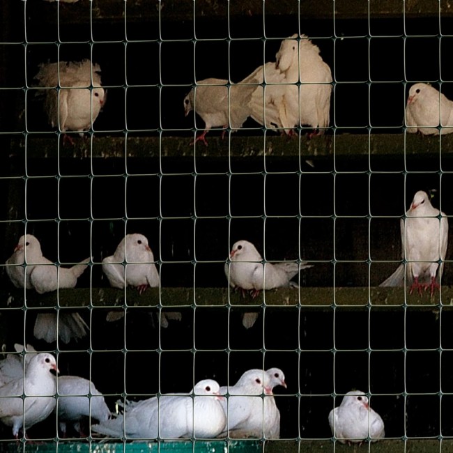 Rete Cintoflex D Tenax