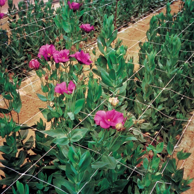 Rete Hortonova H 2,04 x100m Tenax