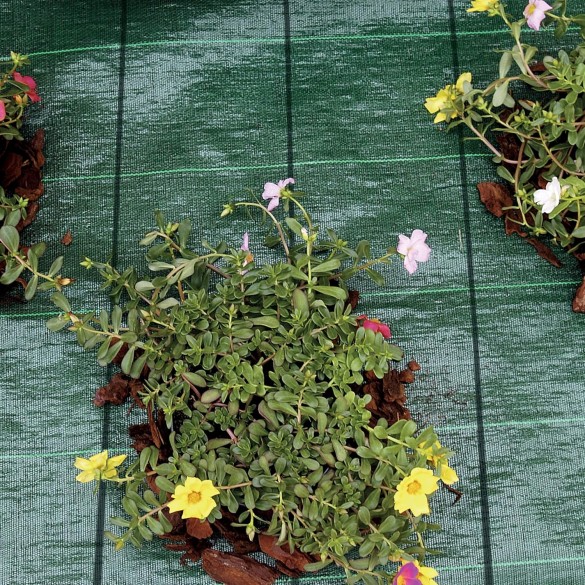 Telo Pacciamante Verde Cover Pro 5.25x100mt  Tenax