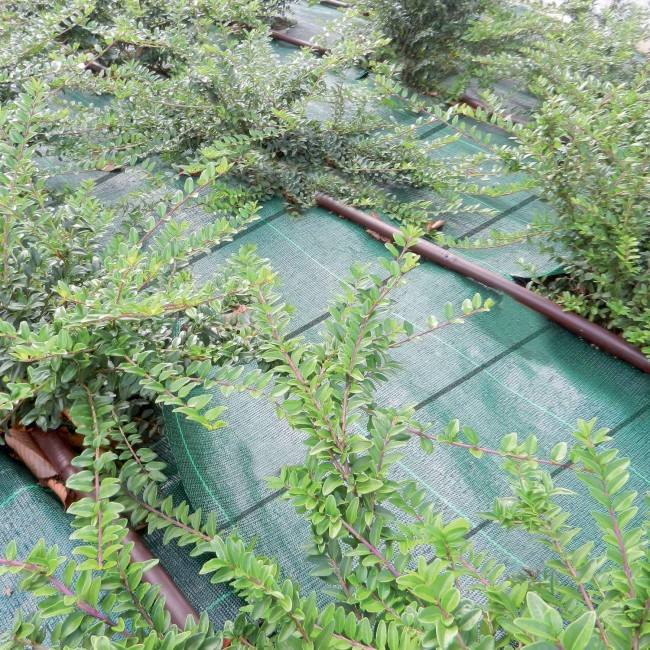 Telo Pacciamante Verde Cover Pro...