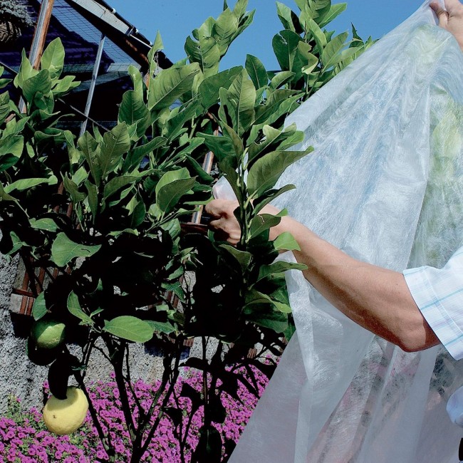 Telo Ortoclima Plus 2.4x 500 mt 30 gr...