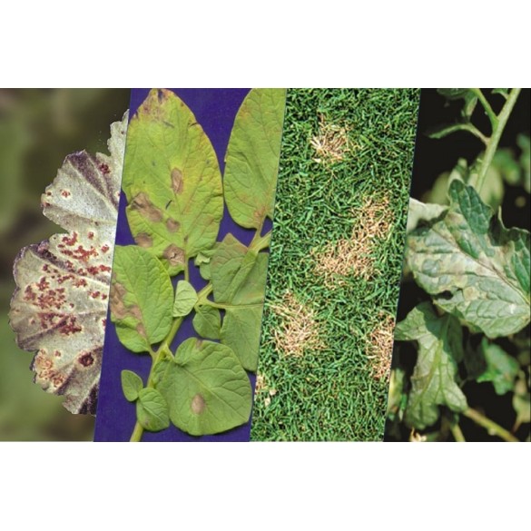 Zeolite in Polvere MIcronizzata 500gr FLORTIS