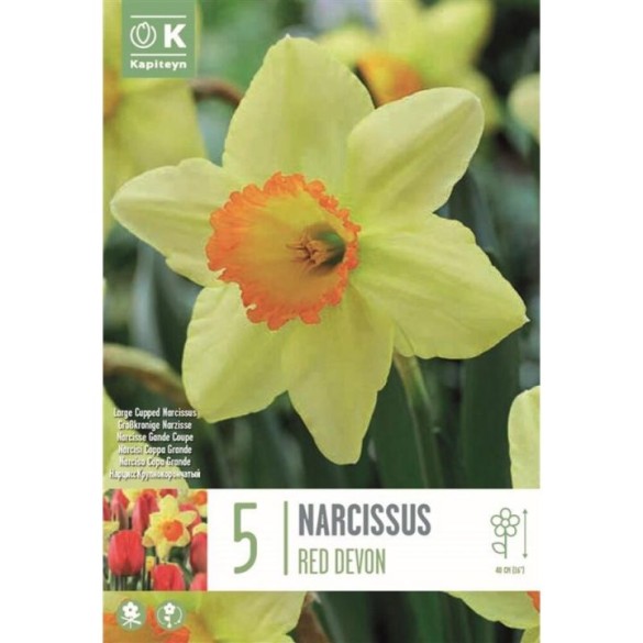 Bulbi di Narciso Red Devon Confezione da 5pz Kapiteyn