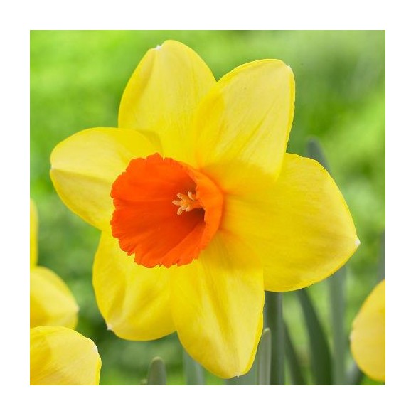 Bulbi di Narciso Red Devon Confezione da 5pz Kapiteyn