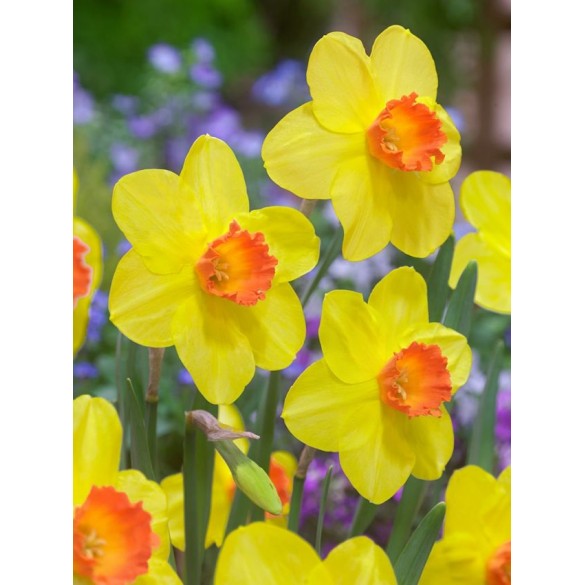 Bulbi di Narciso Red Devon Confezione da 5pz Kapiteyn