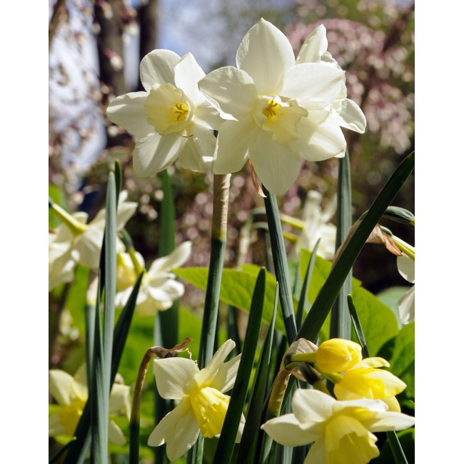 Bulbi di Narciso Pueblo Confezione da...