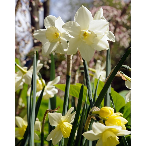 Bulbi di Narciso Pueblo Confezione da 10pz Kapiteyn