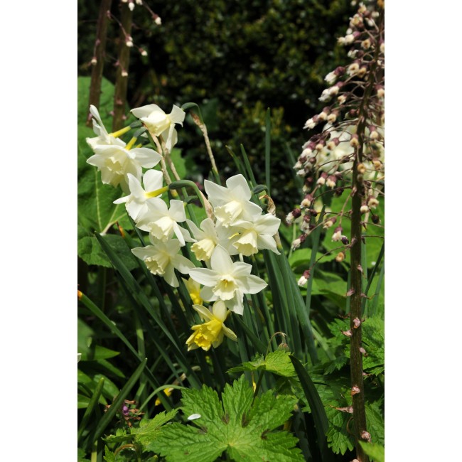 Bulbi di Narciso Pueblo Confezione da...