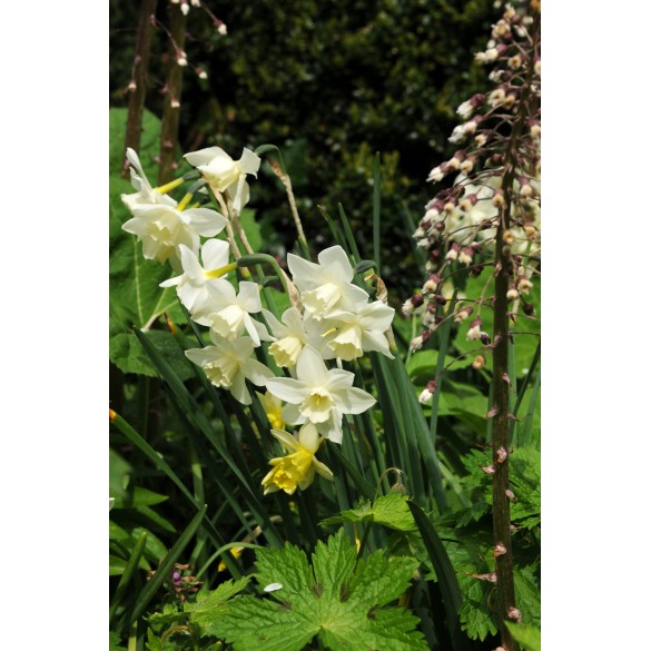 Bulbi di Narciso Pueblo Confezione da 10pz Kapiteyn