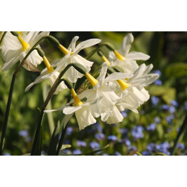 Bulbi di Narciso Pueblo Confezione da...