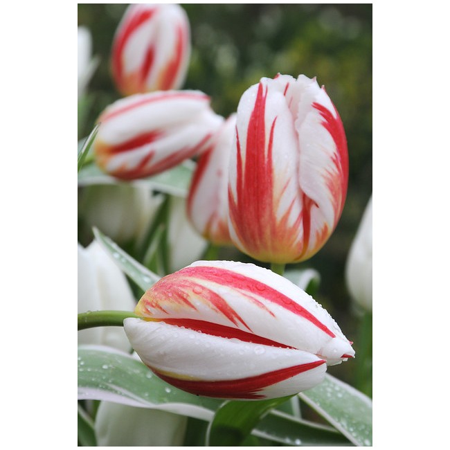 Bulbi di Tulipano Happy Generation...