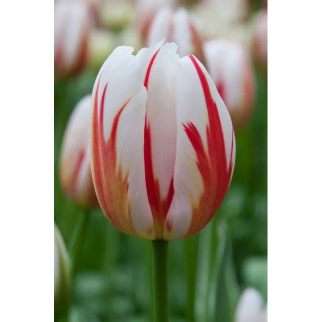 Bulbi di Tulipano Happy Generation...