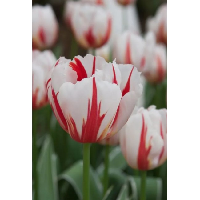 Bulbi di Tulipano Happy Generation...