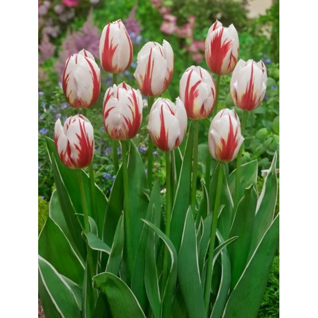 Bulbi di Tulipano Happy Generation...