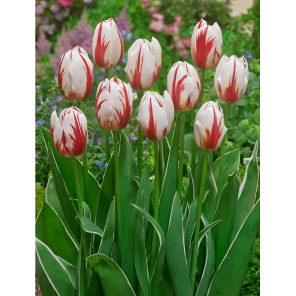 Bulbi di Tulipano Happy Generation Confezione da 10pz Kapiteyn