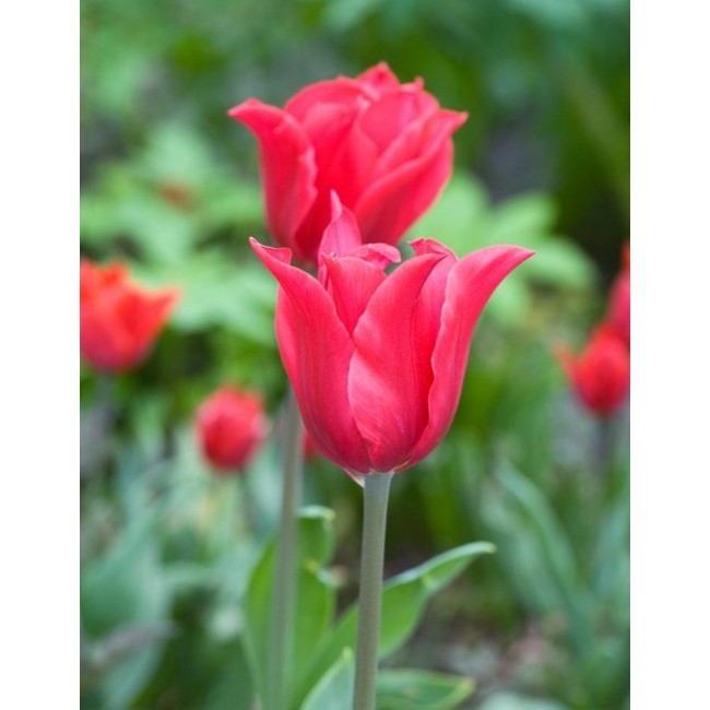 Bulbi di Tulipano Pretty Woman...