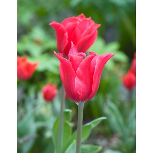 Bulbi di Tulipano Pretty Woman Confezione da 8pz Kapiteyn