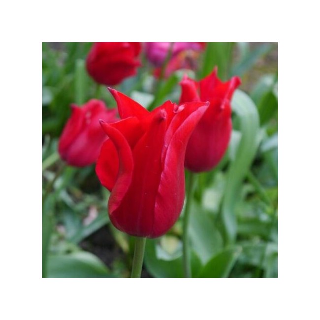 Bulbi di Tulipano Pretty Woman...