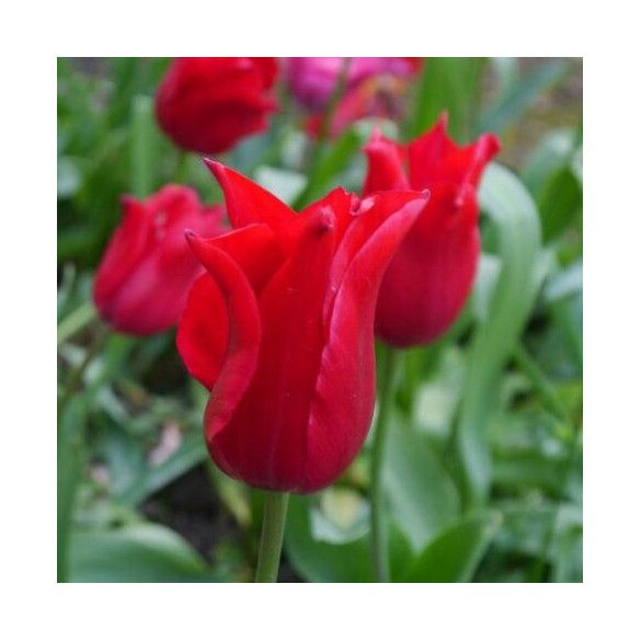 Bulbi di Tulipano Pretty Woman Confezione da 8pz Kapiteyn