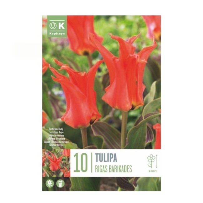 Bulbi di Tulipano Rigas Barikades...