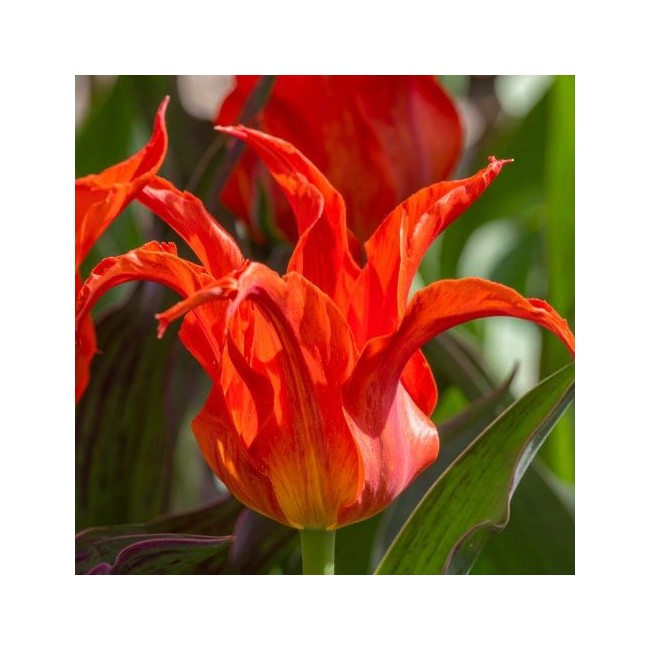 Bulbi di Tulipano Rigas Barikades...