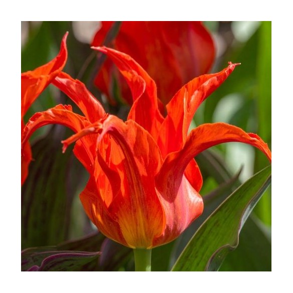 Bulbi di Tulipano Rigas Barikades  Confezione da 10pz Kapiteyn