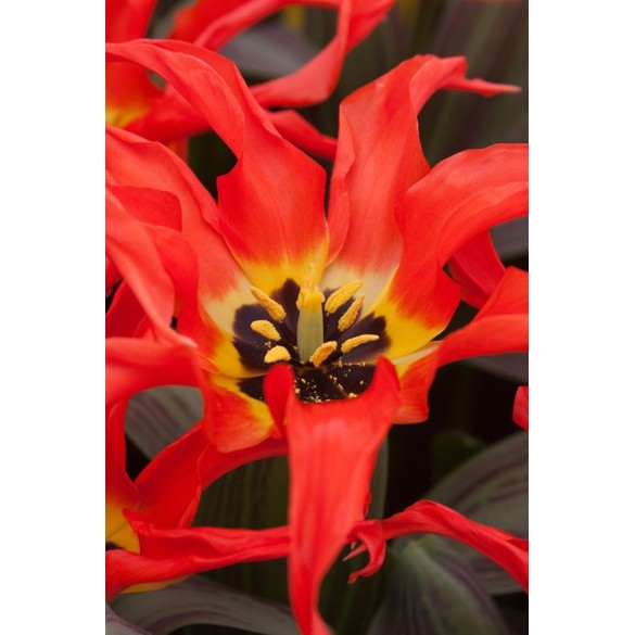 Bulbi di Tulipano Rigas Barikades  Confezione da 10pz Kapiteyn