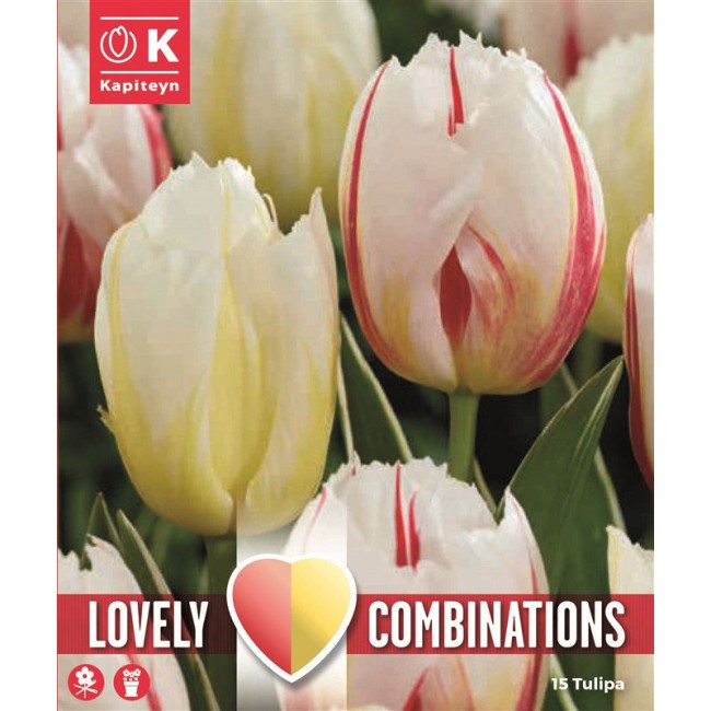 Lovely Cobinations Bulbi di Tulipano...