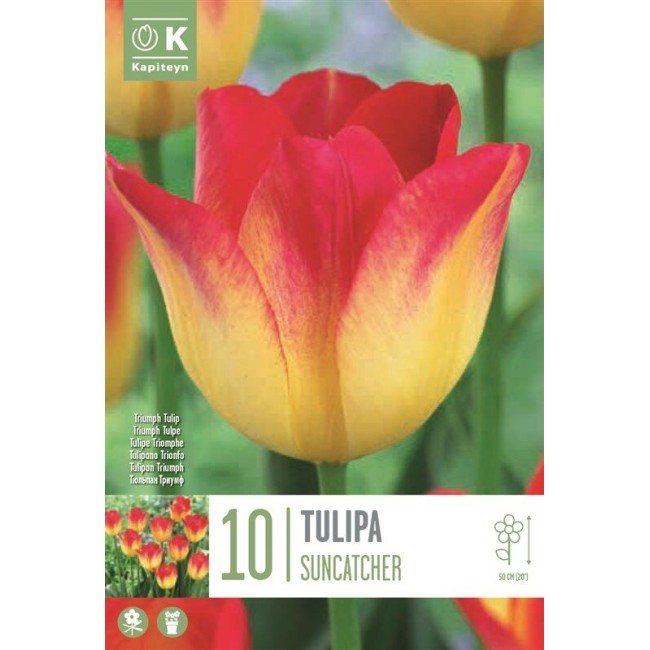 Bulbi di Tulipano Suncatcher 10pz...