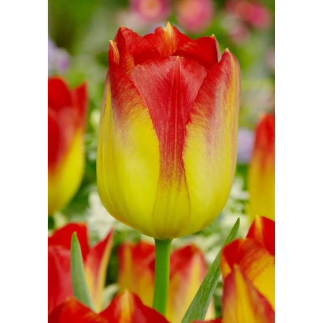 Bulbi di Tulipano Suncatcher 10pz...